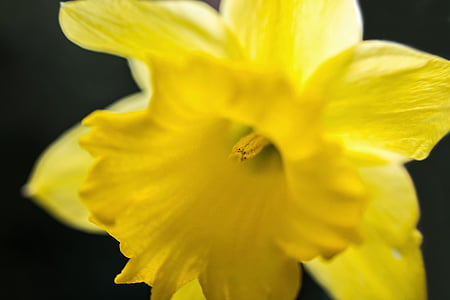 daffodil, narcissus, easter, stamp, pollen, bee pollen, calyx