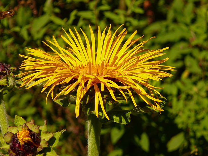 kwiat, Cottbus, Sun flower, żółty, płatki, Park 