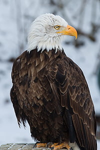 Bald eagle, Adler, plēsīgo putnu, Raptor, medības ar piekūniem, putns, vienam dzīvniekam