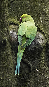 hrdlem papouška, Alexandr malý Andulka, Vznešený papouška, jehla park