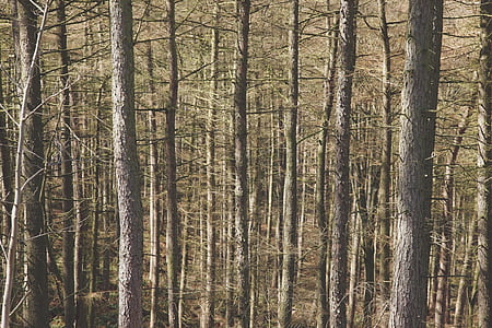 gris, árbol, tallos, bosque, naturaleza, árboles, madera