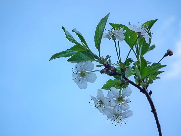 flower, cherry, the leaves of the branch, spring, white, bloom, leaves