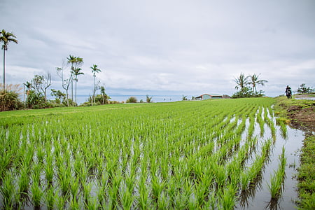 field, in rice field, seedlings