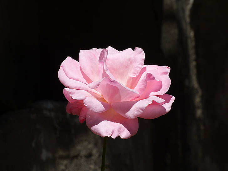 gėlė, Rosa, žiedlapiai, augalų, Gamta, rožinė, rožinės spalvos