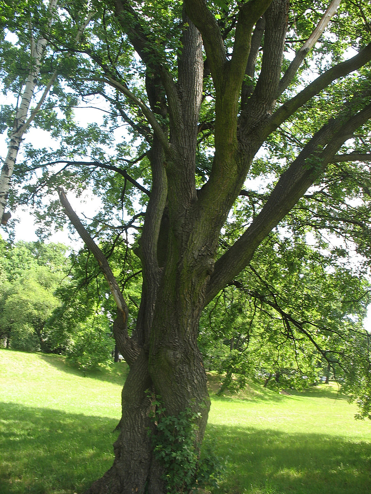 árvore, Prado, Polyana