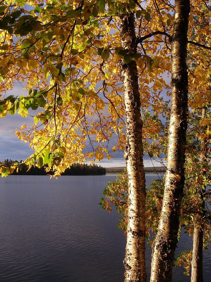 Birch, birch kuning, kuning, alam, musim gugur, musim gugur, pohon