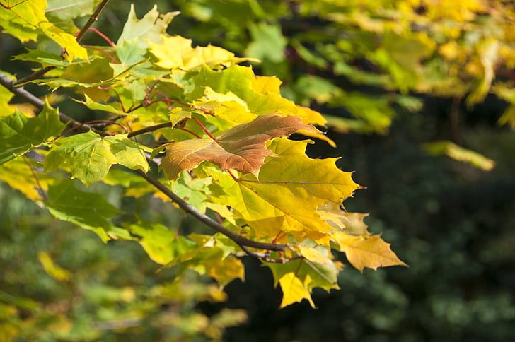 herfst, bos, loof, kleuren, geel