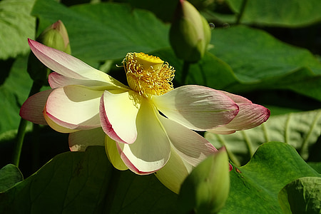 puķe, Lotus, augu, Lotus blossom, ziedu ūdens, daba