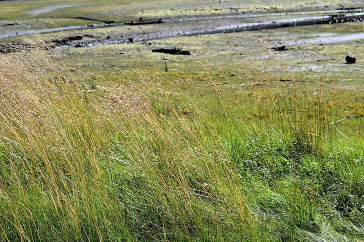 gräs, Kanada, Park, Port moody, Utomhus, naturliga, grön