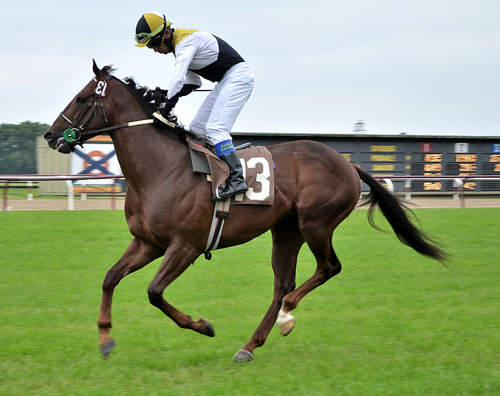 Free photo: race horse, hipódromo de san isidro, buenos aires | Hippopx