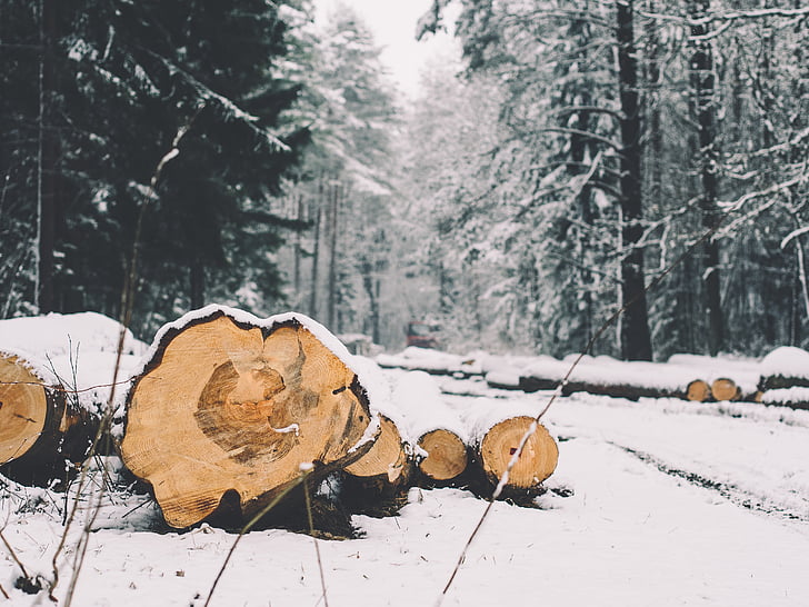 floresta, logs, árvores, registro em log, meio ambiente, frio, Inverno