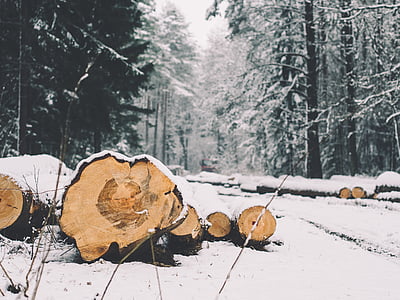 forest, logs, trees, logging, environment, cold, winter