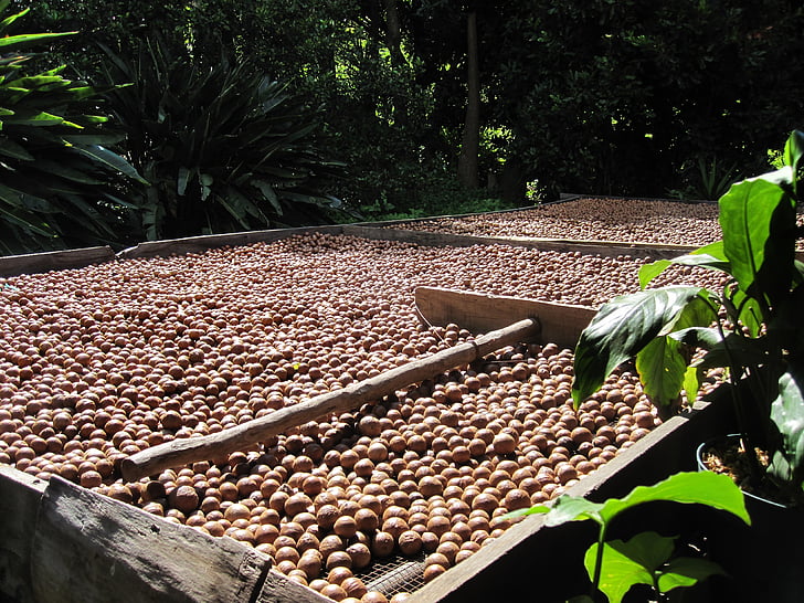 macadamia nut, organisk, Harvest, nøtter, tørking