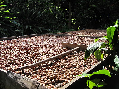 macadamia nut, organisk, Harvest, nøtter, tørking