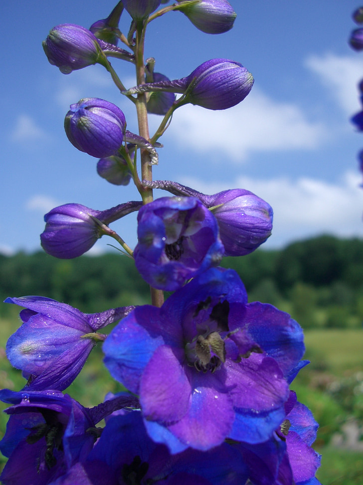 Larkspur, Blossom, nở hoa, xanh violet, bầu trời xanh