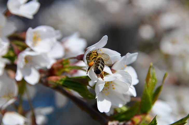 Bee, Cherry, Blossom, Bloom, tak, kersenbloesem, macro