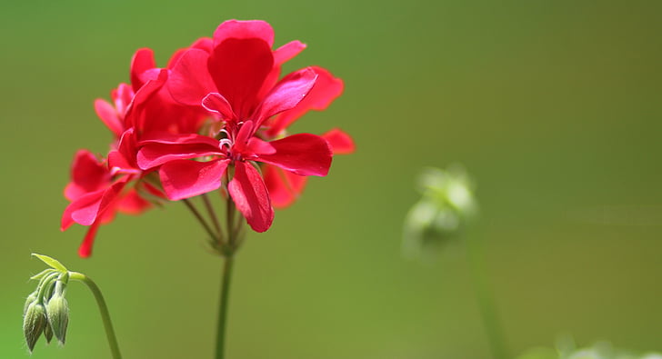 Geranium, bloem, rood, plant, natuur, Petal, roze kleur