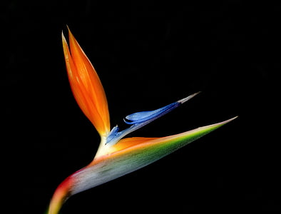 bird of paradise flower, bloom, colorful, floral, tropical, exotic, orange