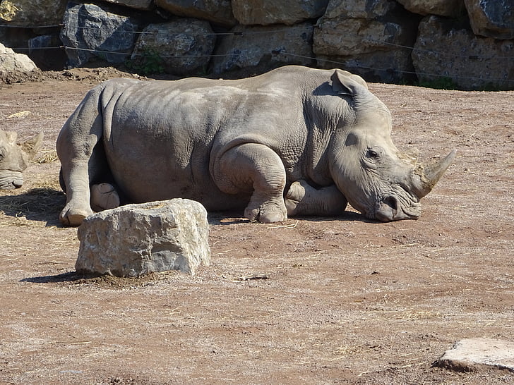 Rhino, Zoo, Afrika