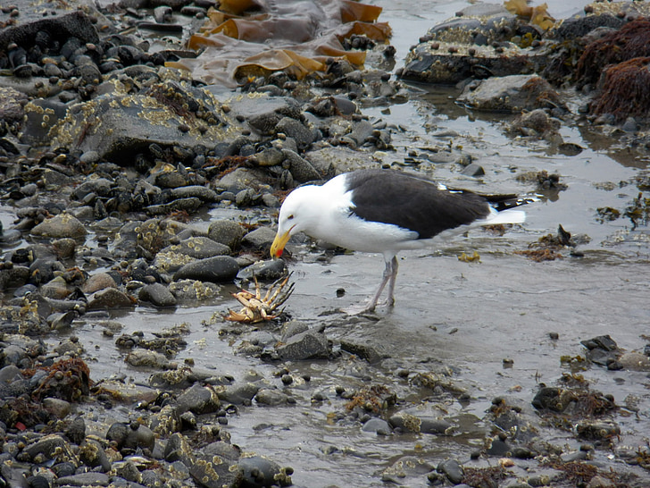seagull, gulls, crab, crabs, wildlife, animals, food