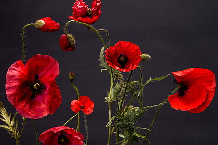 amapola, Klatschmohn, flor de amapola, rojo