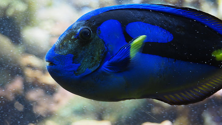 blue tang, fish, blue, reef, water, aquarium, underwater