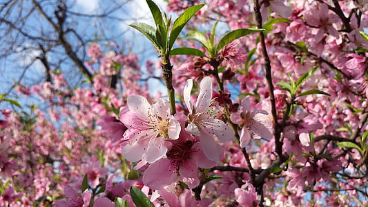 spring, nature, fruit tree, garden, blossom, springtime, landscape
