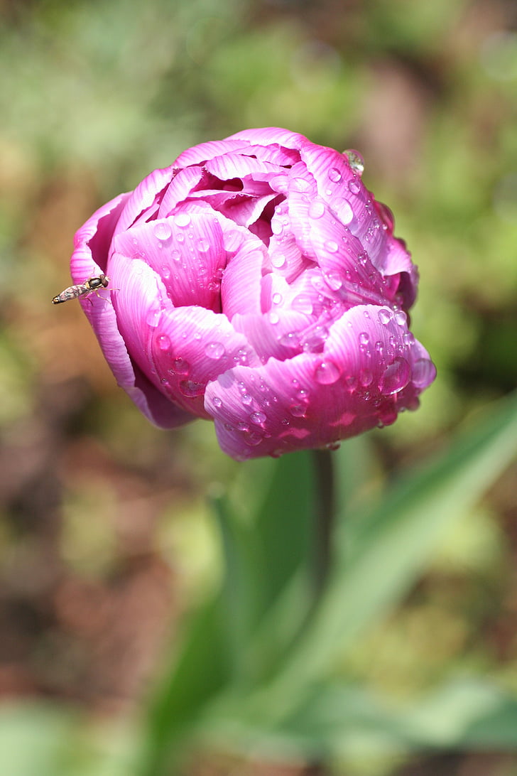 flower, peony, pink, insect