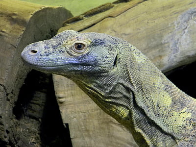 komodo dragon, reptile, large, dangerous, close-up, macro, zoo