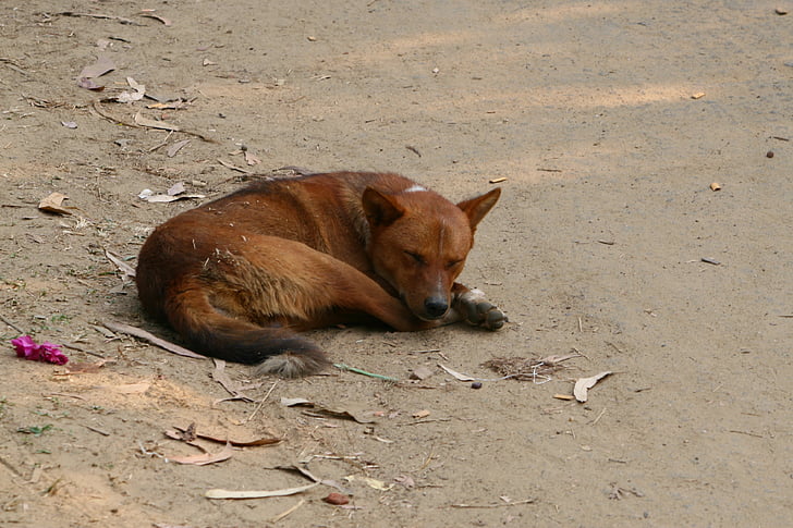 koira, istuimet koira, nukkuva koira, Asad, Dhaka, Bangladesh, eläinten