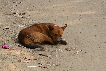 pes, sedežno pes, pes spi, Asad, Daka, Bangladeš, živali