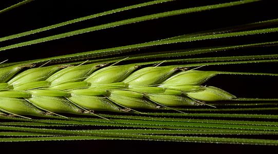 barley, close, cereals, ear, grain, nourishing barley, agriculture