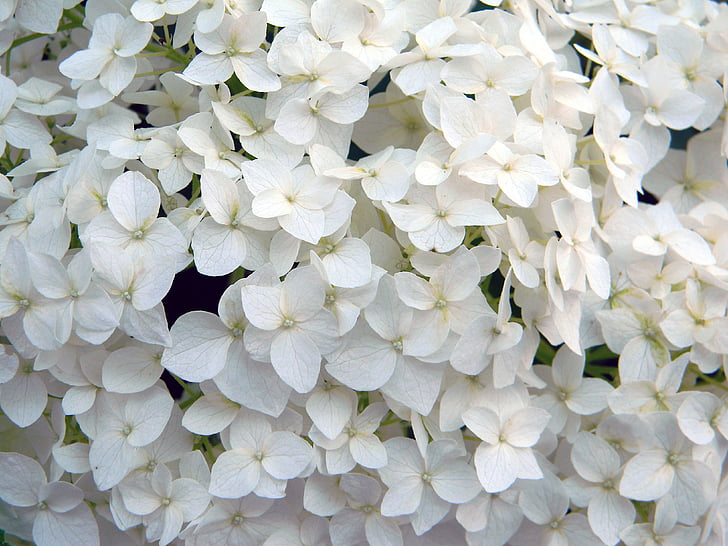 Hortenzija, balta gėlė, Hortenzija specialios, balta Hortenzija, balta, augalų, closeup