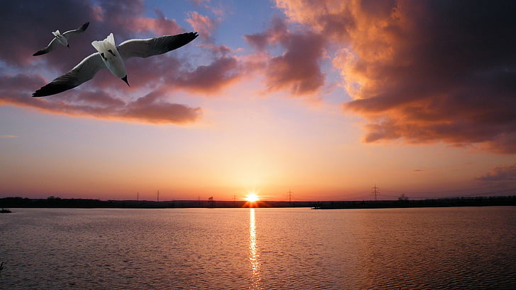 landscape, sunset, bird, seagull, evening sky, afterglow, elbaue