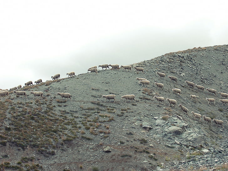 photo, herd, goat, mountain, animals, hill, sheep