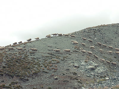 φωτογραφία, κοπάδι, κατσίκα, βουνό, ζώα, λόφου, πρόβατα