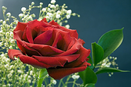 stieg, rot, Blume, rote Rosen, Liebe, Romantik, romantische