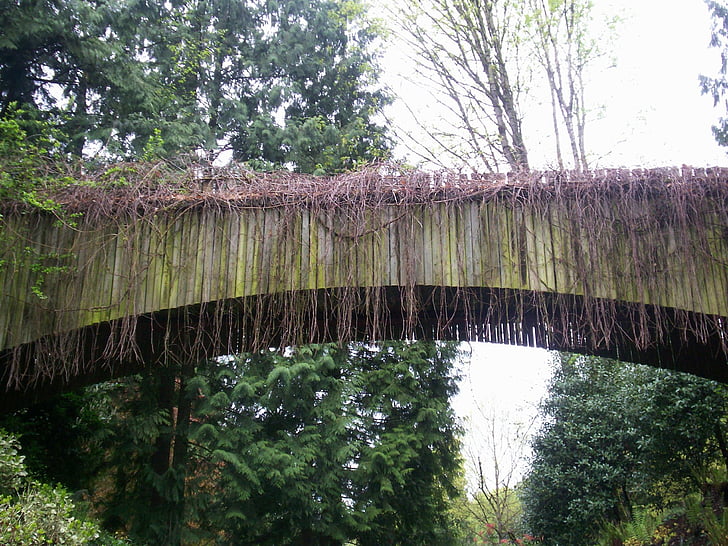 Jembatan, tanaman merambat, tanaman, lama, Landmark, kayu