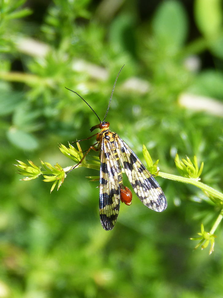 Panorpa communis, Scorpion fly, Insekt, Flügel