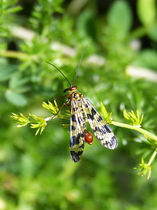 Panorpa communis, mouche Scorpion, insecte, ailes