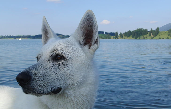 dog, schäfer dog, white shepherd, lake, dogs, animal, animals