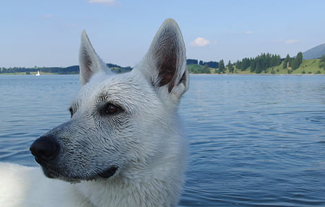 Hund, Schäfer-Hund, Weißer Schweizer Schäferhund, See, Hunde, Tier, Tiere