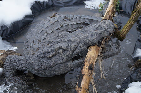 Krokodýl, aligátor, zub, Přichytit, skus, nebezpečné, Cayman