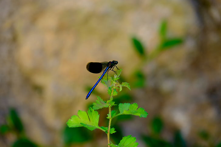 Dragonfly, blå dragonfly, insekt, natur, blå, Luk, Wing