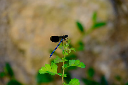Dragonfly, modri zmaj, insektov, narave, modra, blizu, krilo