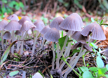 mushrooms, edge of the woods, nature