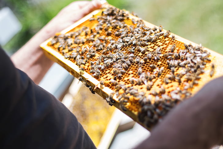 bites, ķemmes, Biškopis, medus kāri, biškopība, medus bites, Bišu stropi
