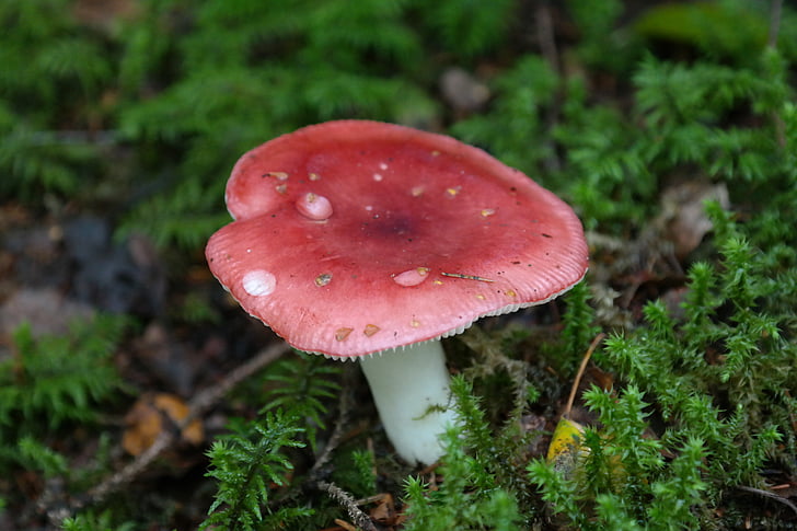 fungo, rosso, fungo della foresta, russula spei ciliegio, russula MEM, Russula emetica, Agarico