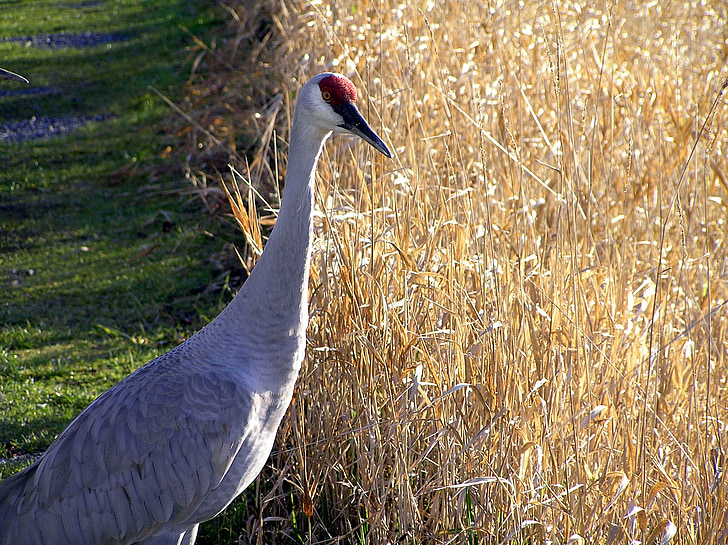 sandhill crane, bird, wildlife, nature, corn, ground-dweller, symbol