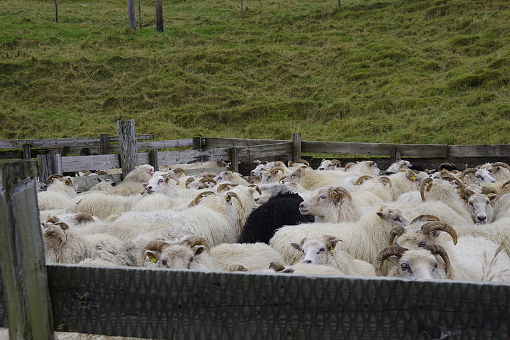 schapen, IJsland, boerderij, dier, landbouw